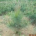 园林绿化苗木庭院植物花卉黑松树苗黑松苗黑松四季