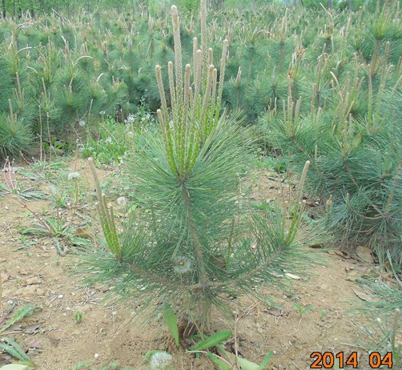 园林绿化苗木庭院植物花卉黑松树苗黑松苗黑松四季