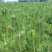 园林绿化苗木庭院植物花卉黑松树苗黑松苗黑松四季