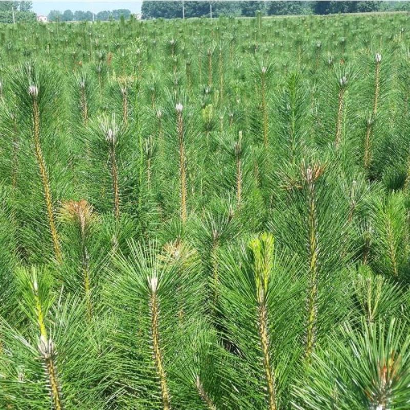 园林绿化苗木庭院植物花卉黑松树苗黑松苗黑松四季