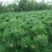园林绿化苗木庭院植物花卉黑松树苗黑松苗黑松四季