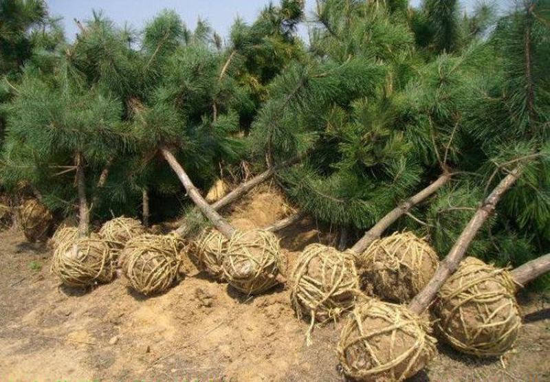 园林绿化苗木庭院植物花卉黑松树苗黑松苗黑松四季