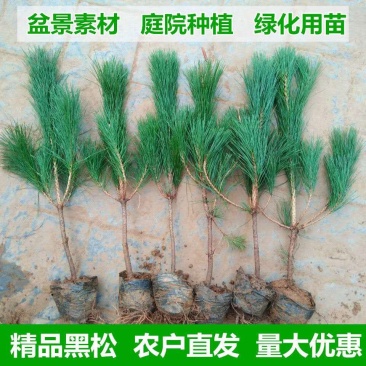 园林绿化苗木庭院植物花卉黑松树苗黑松苗黑松四季