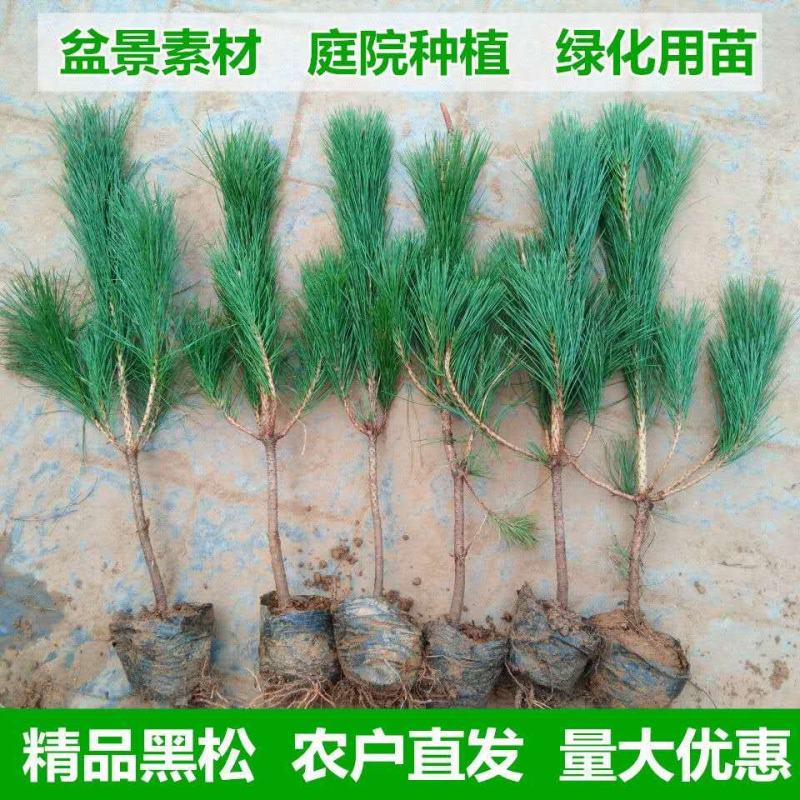 园林绿化苗木庭院植物花卉黑松树苗黑松苗黑松四季