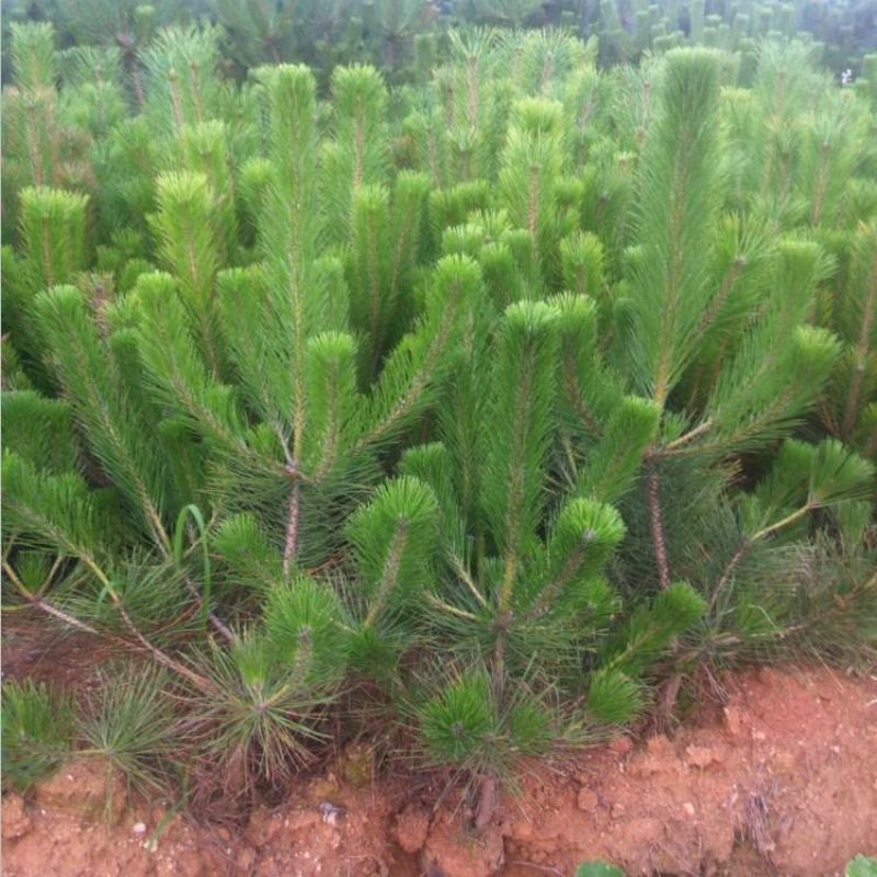 园林绿化苗木庭院植物花卉黑松树苗黑松苗黑松四季
