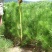 园林绿化苗木庭院植物花卉黑松树苗黑松苗黑松四季