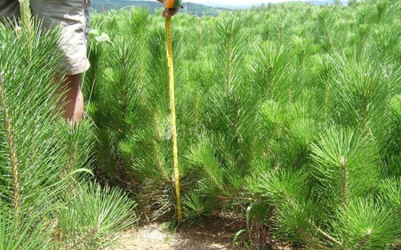 园林绿化苗木庭院植物花卉黑松树苗黑松苗黑松四季