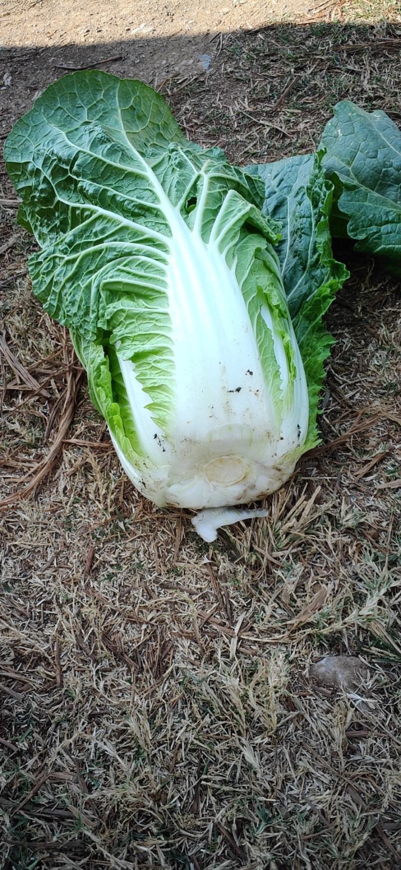 【精品】云南黄心白菜4~5斤保质保量产地直发量大从优