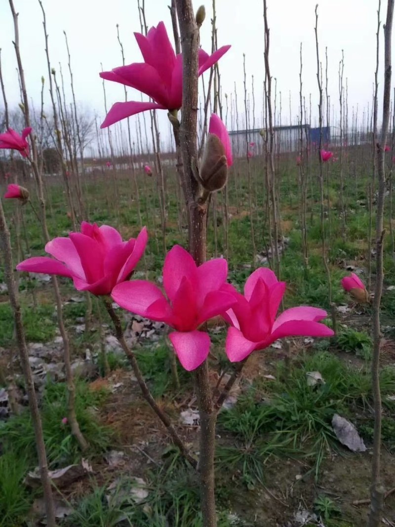 娇红一号玉兰树【速生生长速度快】南方北方都可种植成活率高