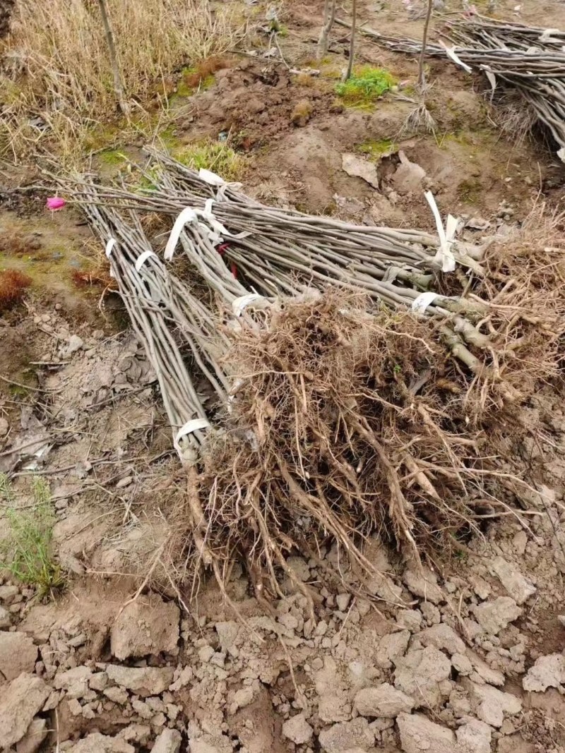 娇红一号玉兰树【速生生长速度快】南方北方都可种植成活率高