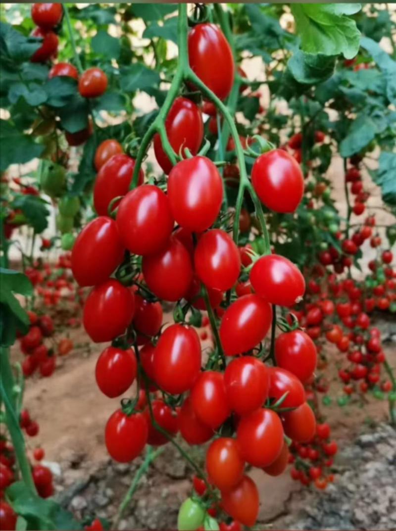 【精选西红柿苗】西红柿苗，颗颗精品，产量高，支持视频看货