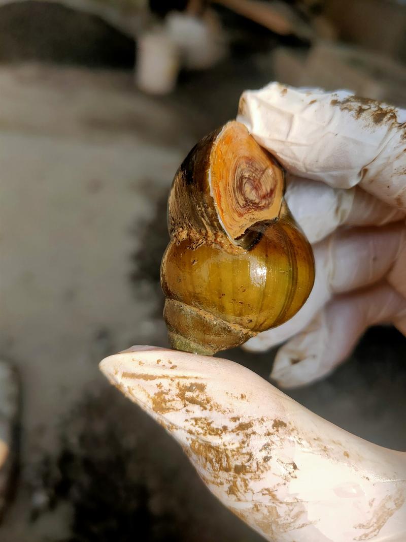 洪湖鱼米之乡产地直发清水薄壳淡水螺蛳养殖食用中华田园石螺