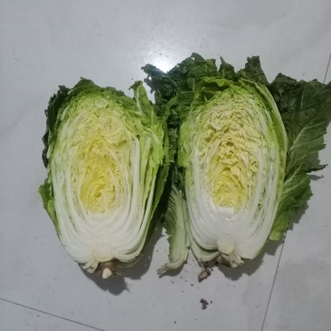 青杂3号白菜大量有货，有要老板请连糸，加工厂用的大量有货