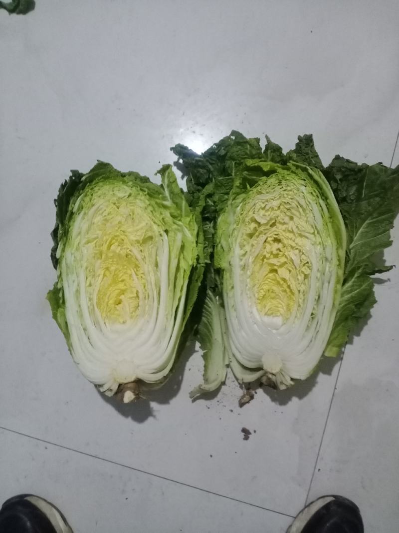 青杂3号白菜大量有货，有要老板请连糸，加工厂用的大量有货