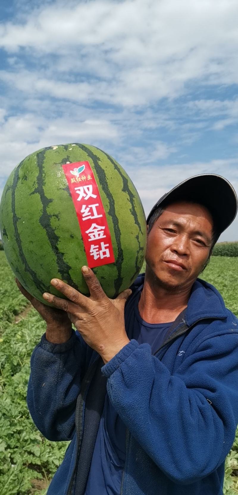 特大地雷西瓜种子圆花皮精品西瓜种双红瓤抗病亩产15000