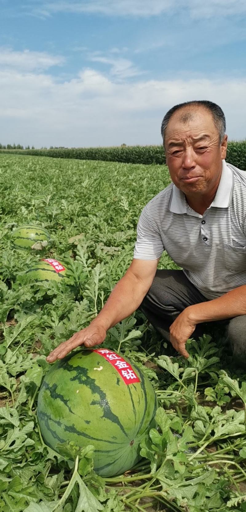 特大地雷西瓜种子圆花皮精品西瓜种双红瓤抗病亩产15000