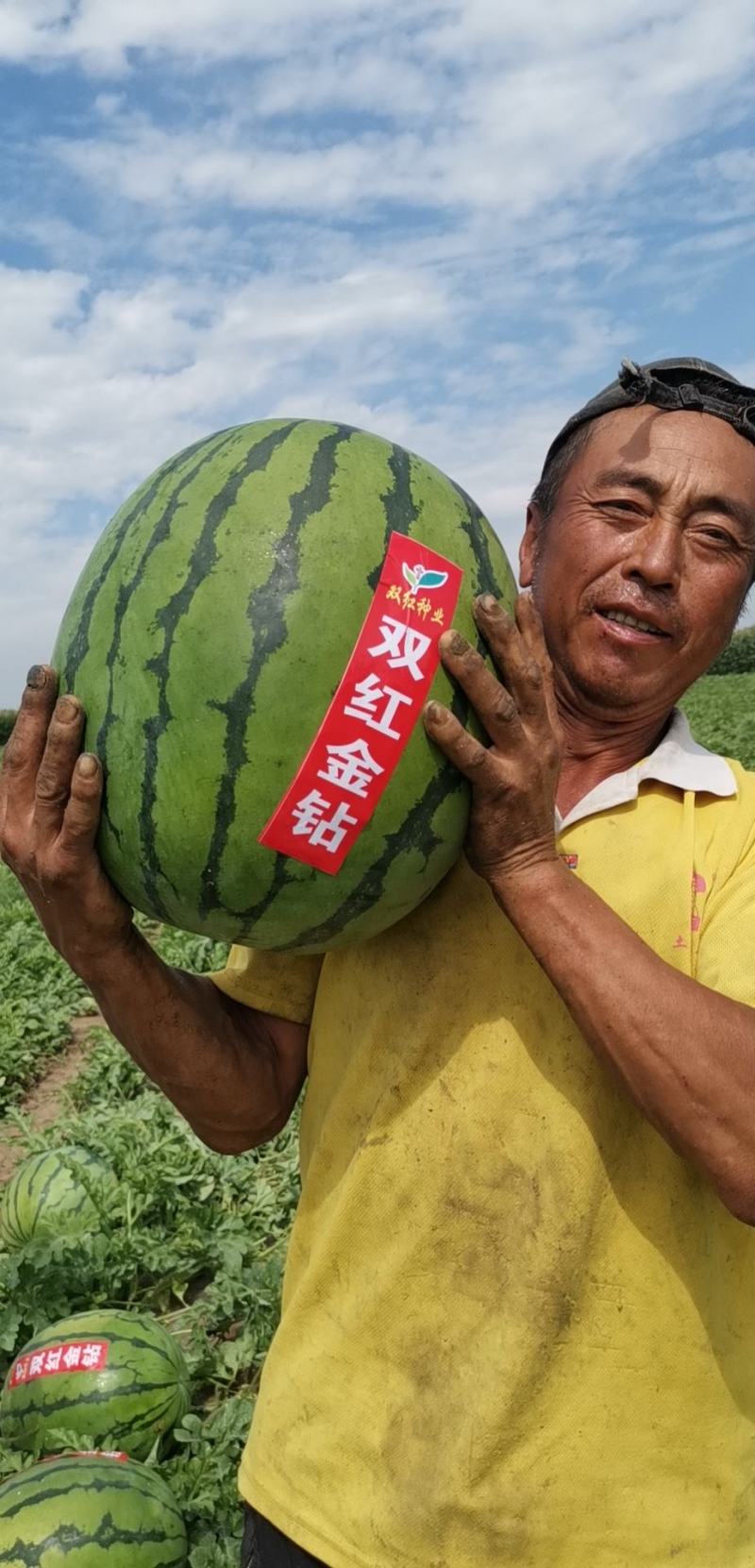 特大地雷西瓜种子圆花皮精品西瓜种双红瓤抗病亩产15000
