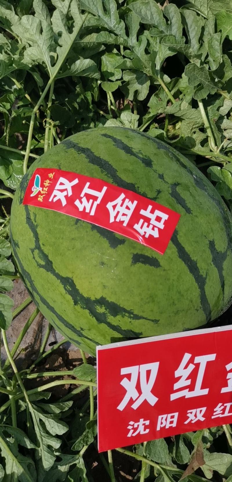 特大地雷西瓜种子圆花皮精品西瓜种双红瓤抗病亩产15000
