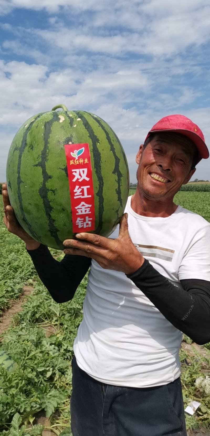 特大地雷西瓜种子圆花皮精品西瓜种双红瓤抗病亩产15000