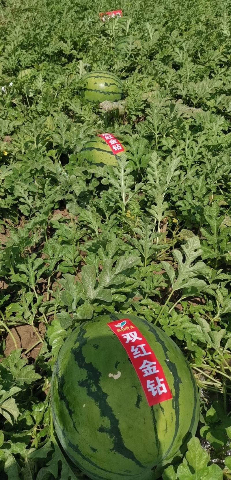 特大地雷西瓜种子圆花皮精品西瓜种双红瓤抗病亩产15000