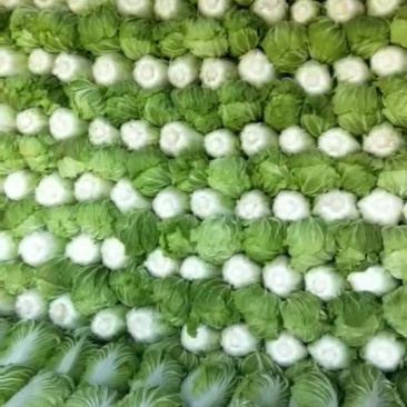青杂三号白菜，量大质优，欢迎选购