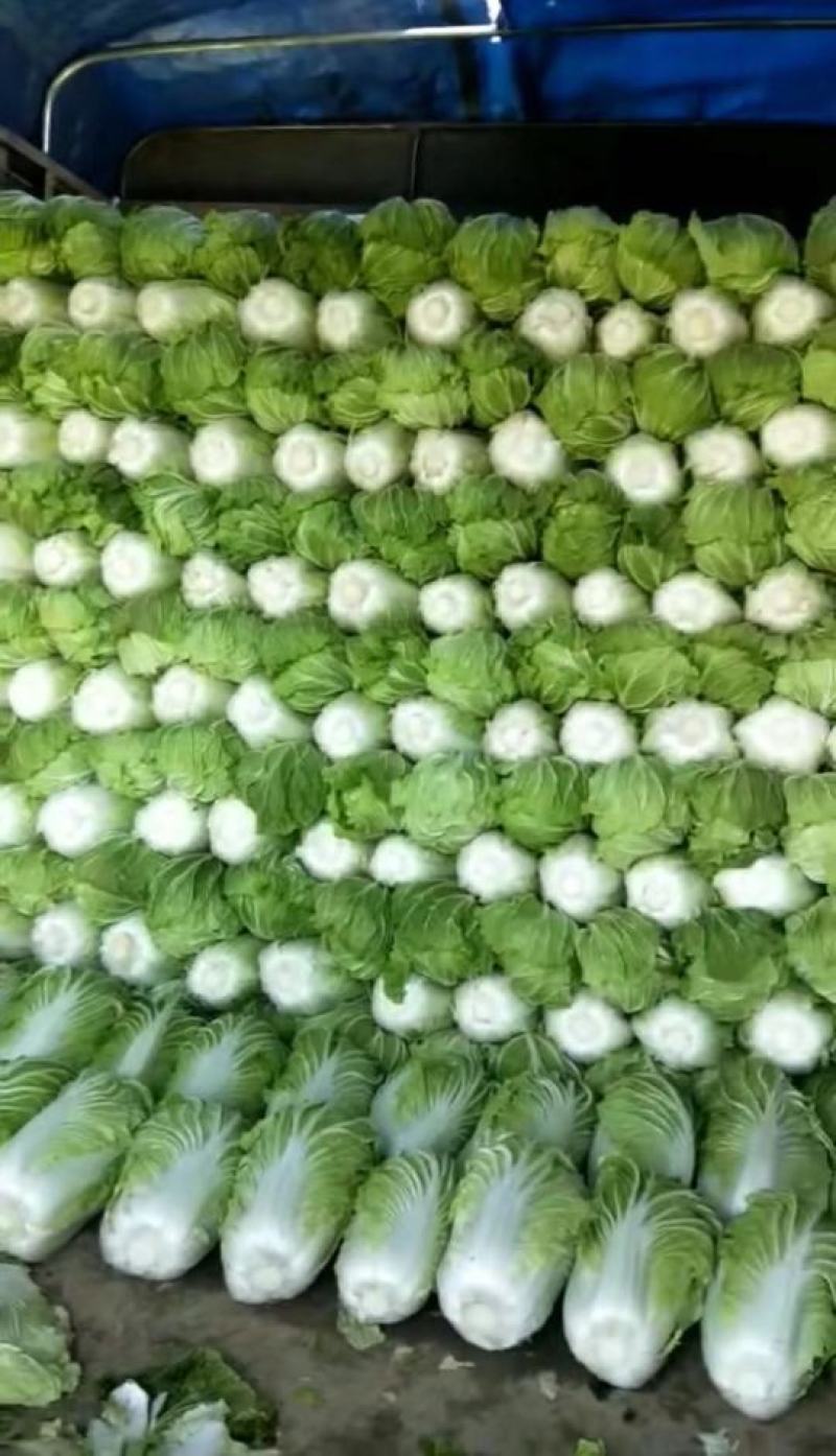 青杂三号白菜，量大质优，欢迎选购
