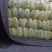 大白菜精品黄心大白菜，个头4斤到6斤，颜色好，无烧边