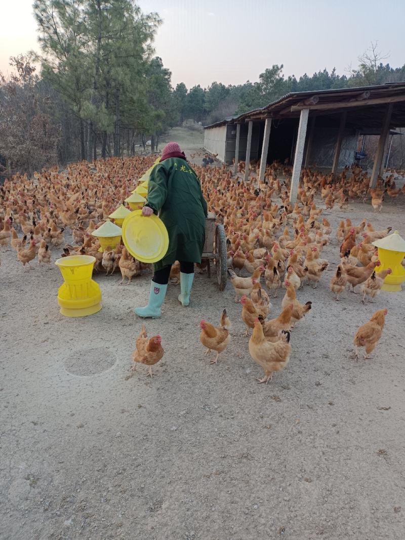 绿壳土鸡蛋，纯玉米粮食散养