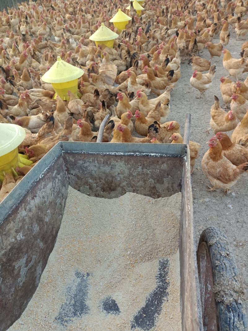 绿壳土鸡蛋，纯玉米粮食散养