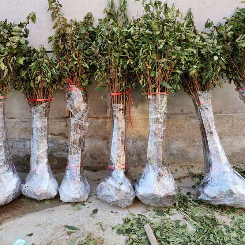 李子苗，国丰七号基地直销包售后技术指导现起现发