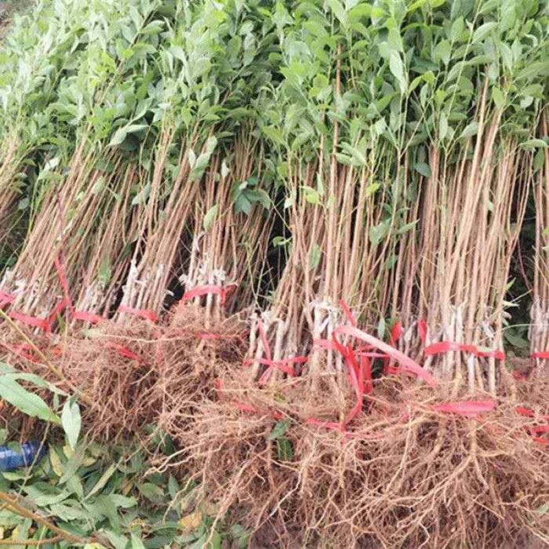 李子苗，国丰七号基地直销包售后技术指导现起现发