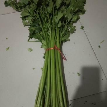 铁杆芹菜热卖中，质量保证，口感好，欢迎朋友您来咨询订购