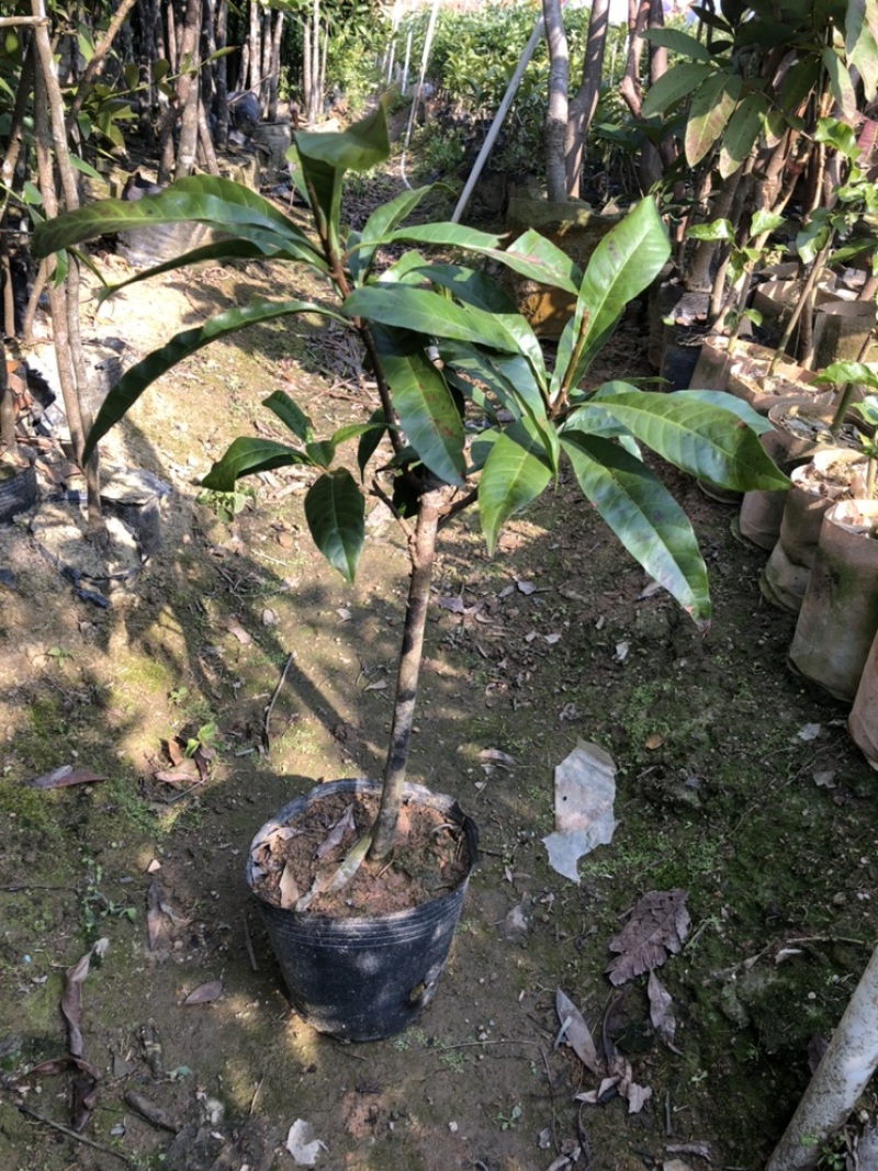 蛋黄果苗也叫鸡蛋果果子营养价值高四季结果圈枝苗