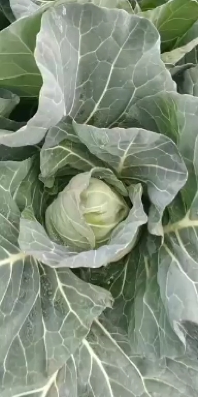包菜甘蓝，新鲜，品质保证，量大，基地直供