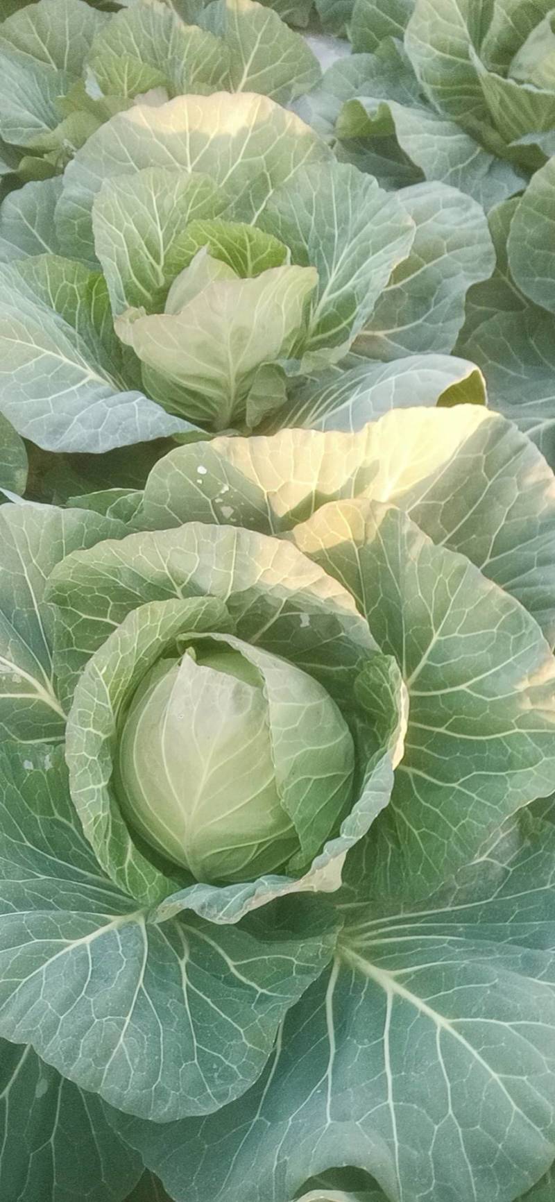 包菜甘蓝，新鲜，品质保证，量大，基地直供