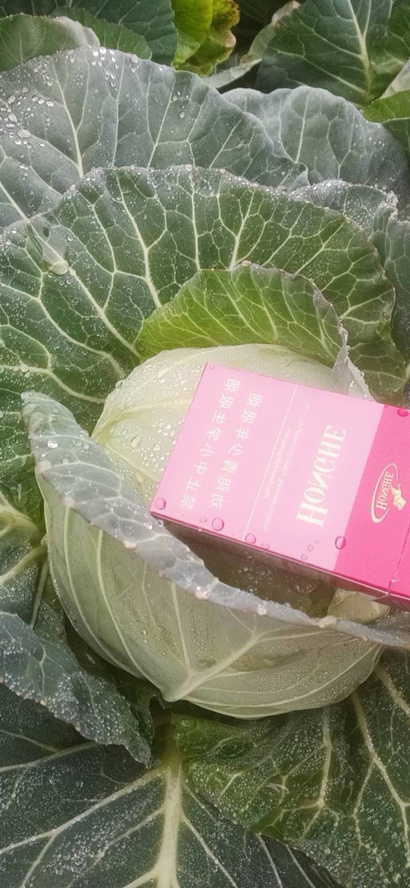包菜甘蓝，新鲜，品质保证，量大，基地直供