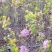 丁香树【速生生长速度快】南方北方都可以种植成活率高