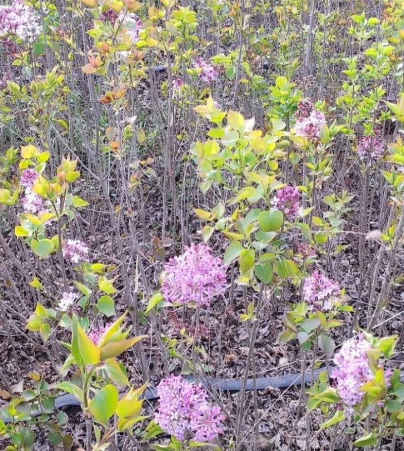 丁香树【速生生长速度快】南方北方都可以种植成活率高