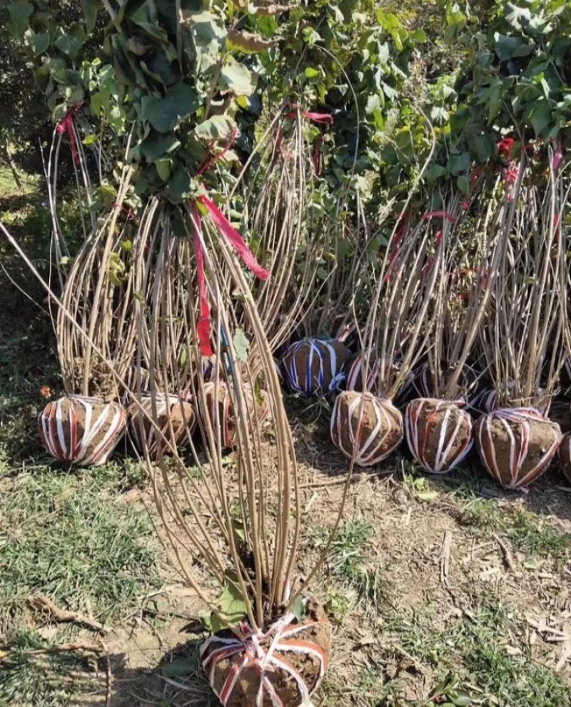 丁香树【速生生长速度快】南方北方都可以种植成活率高
