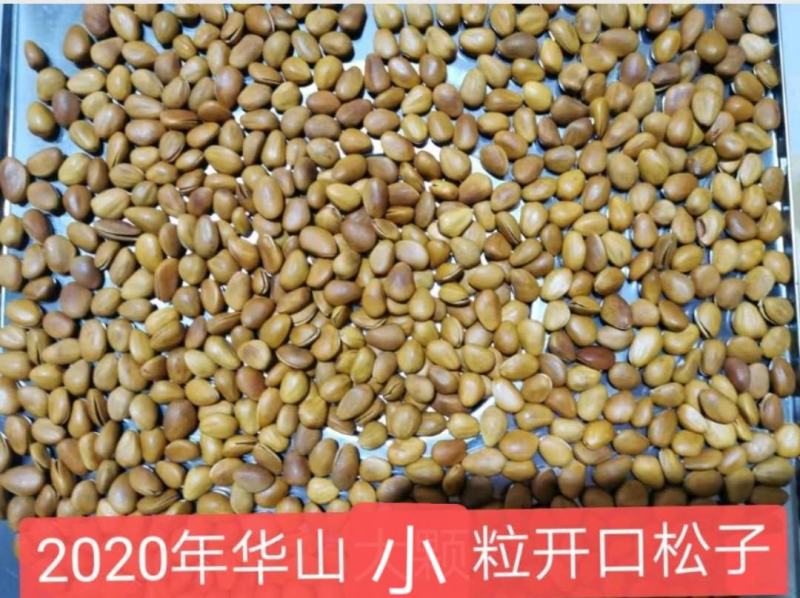 2026年新甘肃华山开口松子企业店铺品质保障