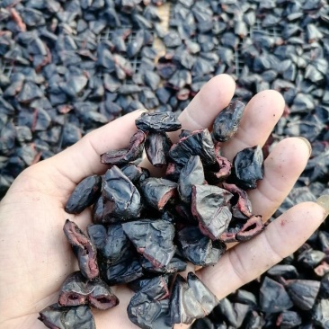 大量供应信宜油榄角干多种级别乌榄角农家自产咸香榄角干