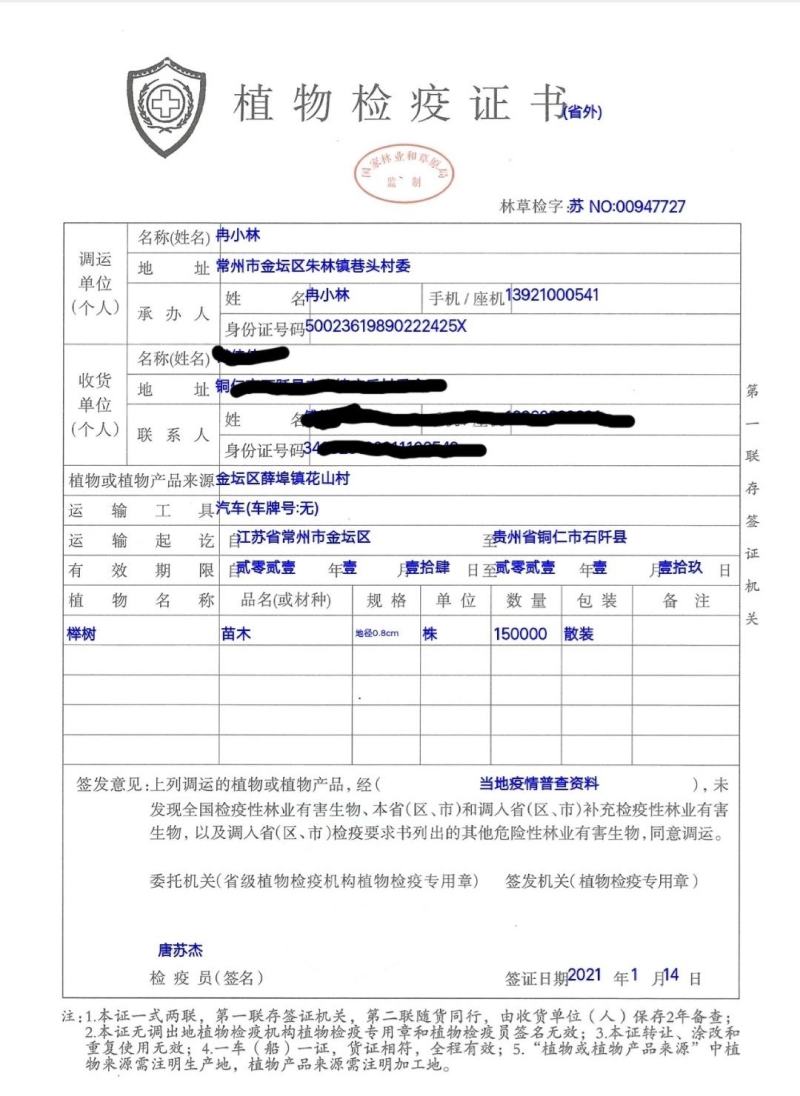 当年红榉树苗，品质纯正价格合理，上货速度快
