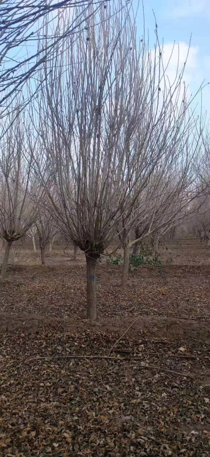 木槿，丛生木槿，红花木槿，木槿小苗，3-10公分木槿