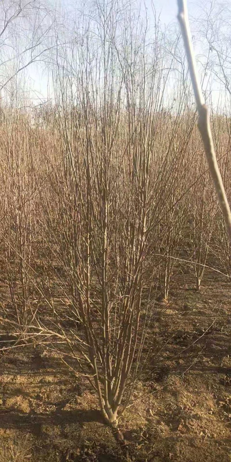木槿，丛生木槿，红花木槿，木槿小苗，3-10公分木槿