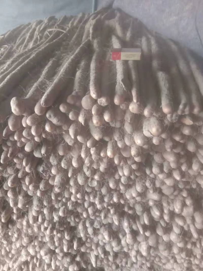 正宗的铁棍山药，面积大，货源充足，一个地方就万亩