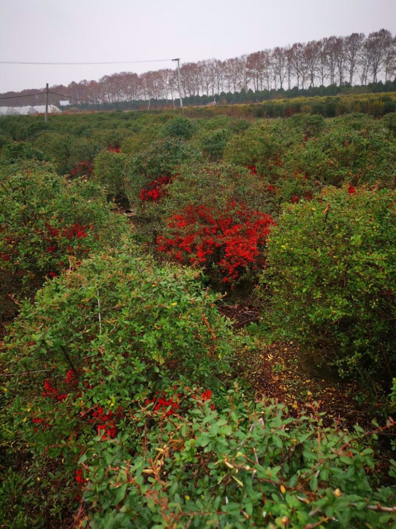 火棘苗，火棘球，火棘盆景，抱石火棘盆景，火棘毛球