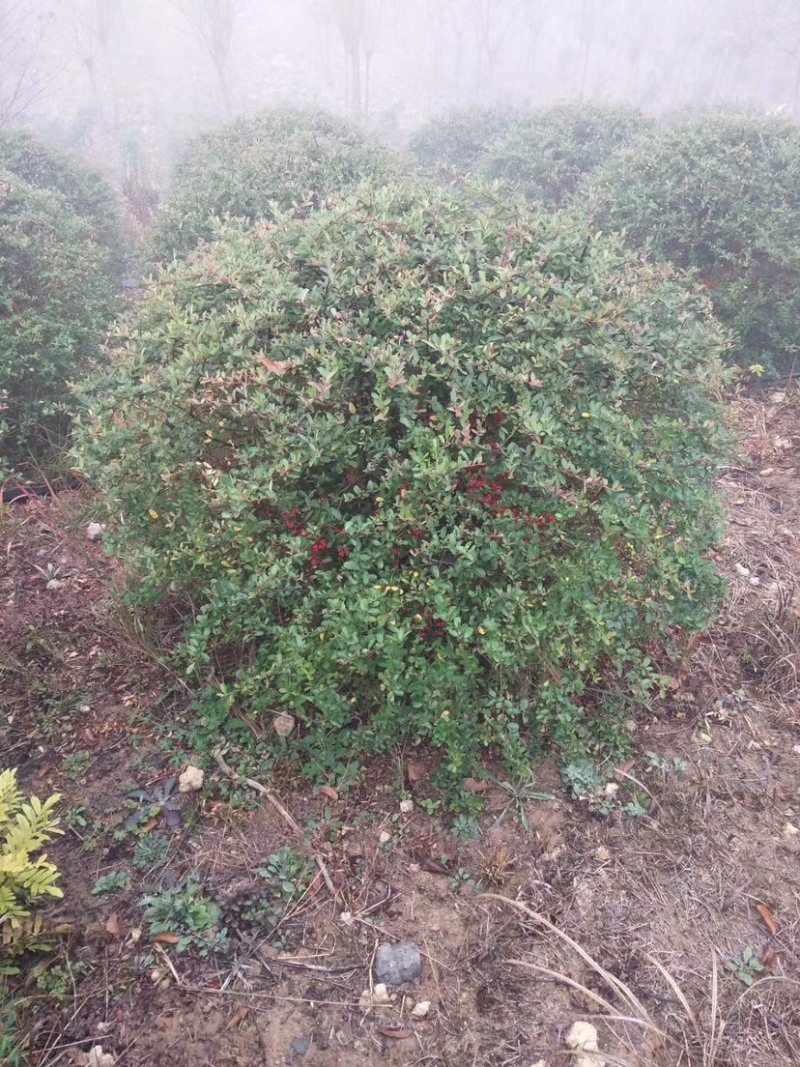 火棘苗，火棘球，火棘盆景，抱石火棘盆景，火棘毛球