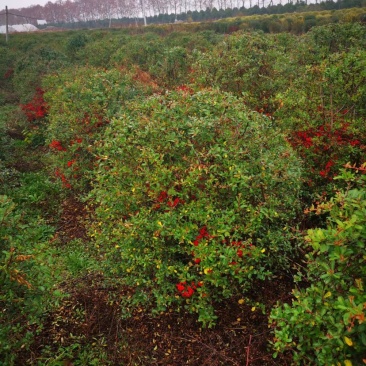 火棘苗，火棘球，火棘盆景，抱石火棘盆景，火棘毛球
