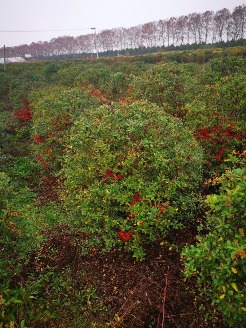 火棘苗，火棘球，火棘盆景，抱石火棘盆景，火棘毛球