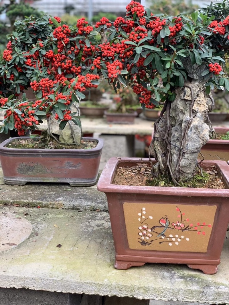 火棘苗，火棘球，火棘盆景，抱石火棘盆景，火棘毛球